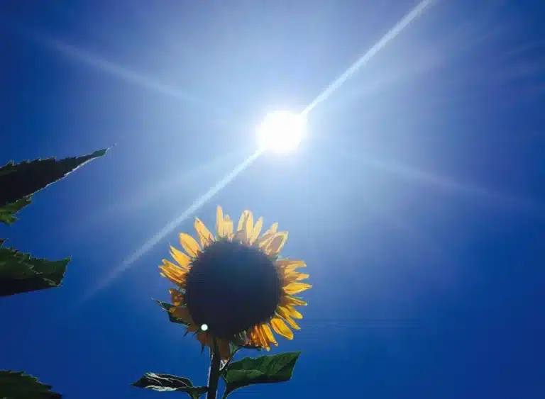 Clear Skies and Summer Heat Across Uzbekistan on August 7