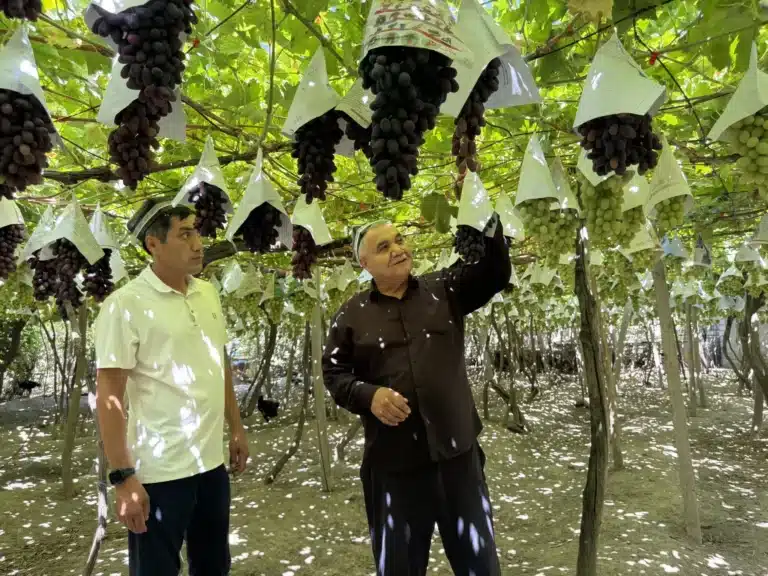 From Vine to Venture: Altyaryk’s Grapes Fuel Agrotourism Boom