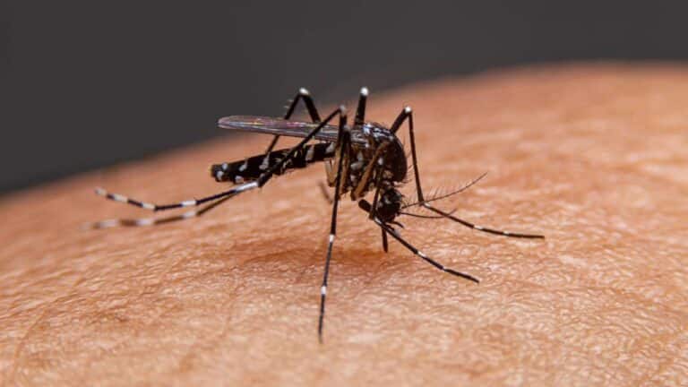 O‘zbekistonda chikungunya bezgagi tarqalmaydi — Sanepidqo‘mita