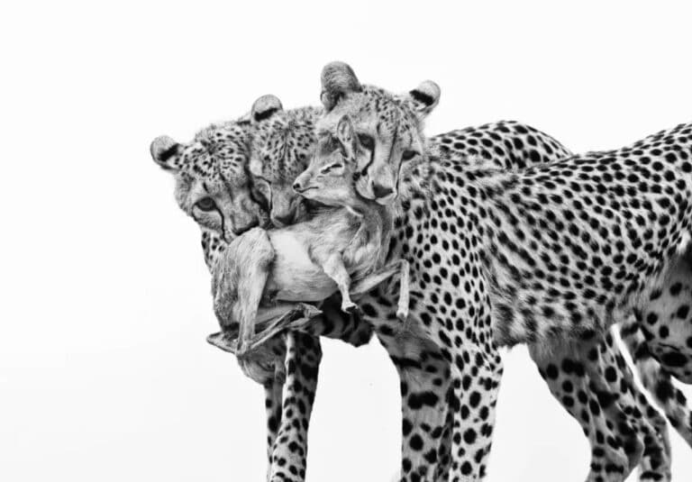 Wildlife Photographer of the Year 2025 – best pictures so far