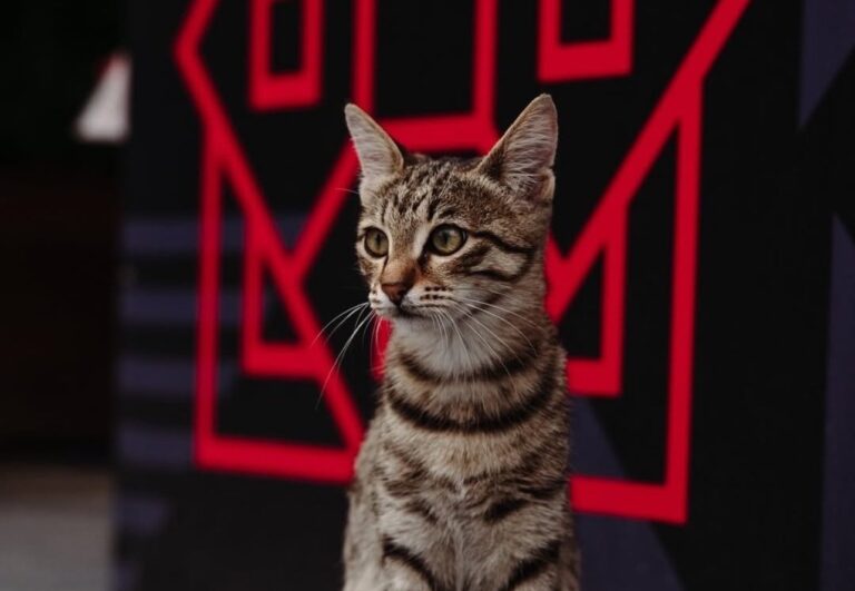 The Paddock Purrformer: How Stray Cat Stole the Show at Baku Grand Prix