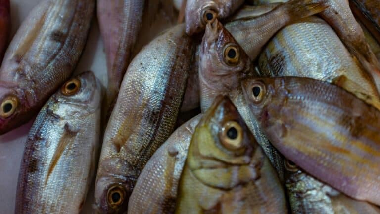 Feeding Systems S.L. Aims to Produce 1,000 Tonnes of Fish Annually in Uzbekistan