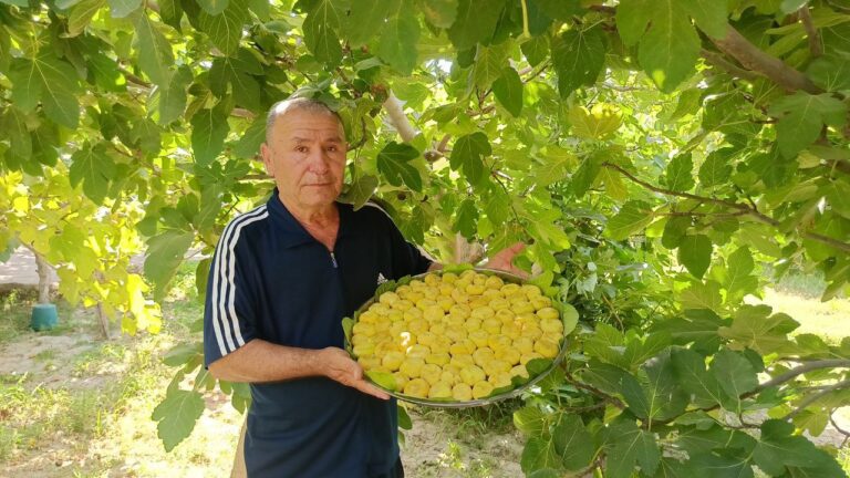 Rustam Muinovning oilasi Amir Temur bog‘ida anjir turizmini qanday rivojlantirmoqda