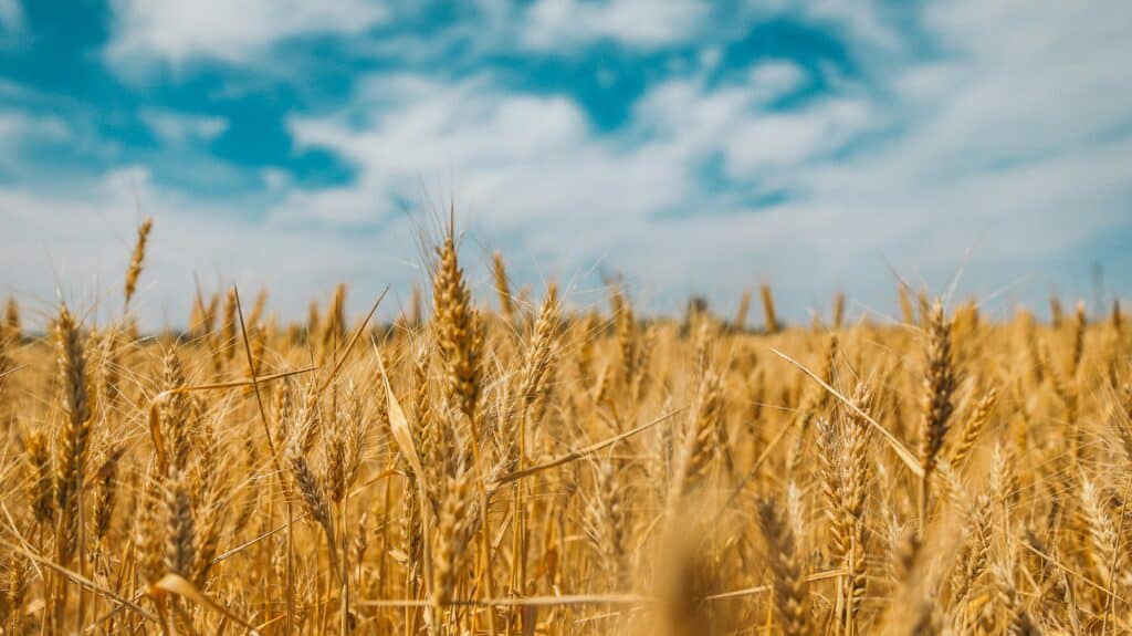 wheat harvest