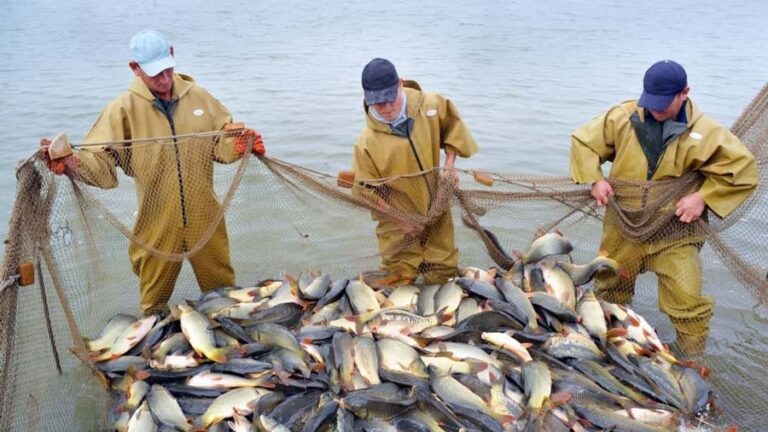 O‘zbekistonda baliq ovlash hajmi 9,3 foizga oshdi