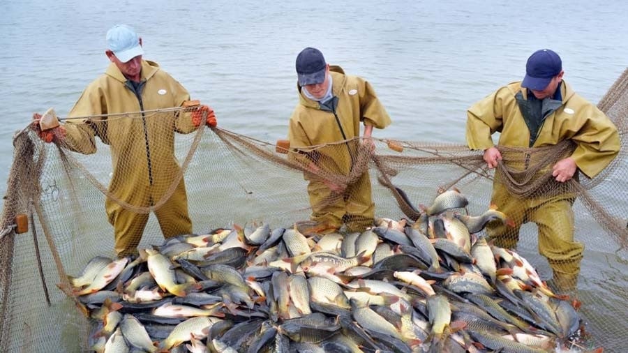 O‘zbekistonda baliq ovlash hajmi to‘qqiz oyda 98,5 ming tonnaga yetdi