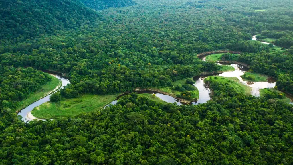 Amazon Rainforest at Tipping Point