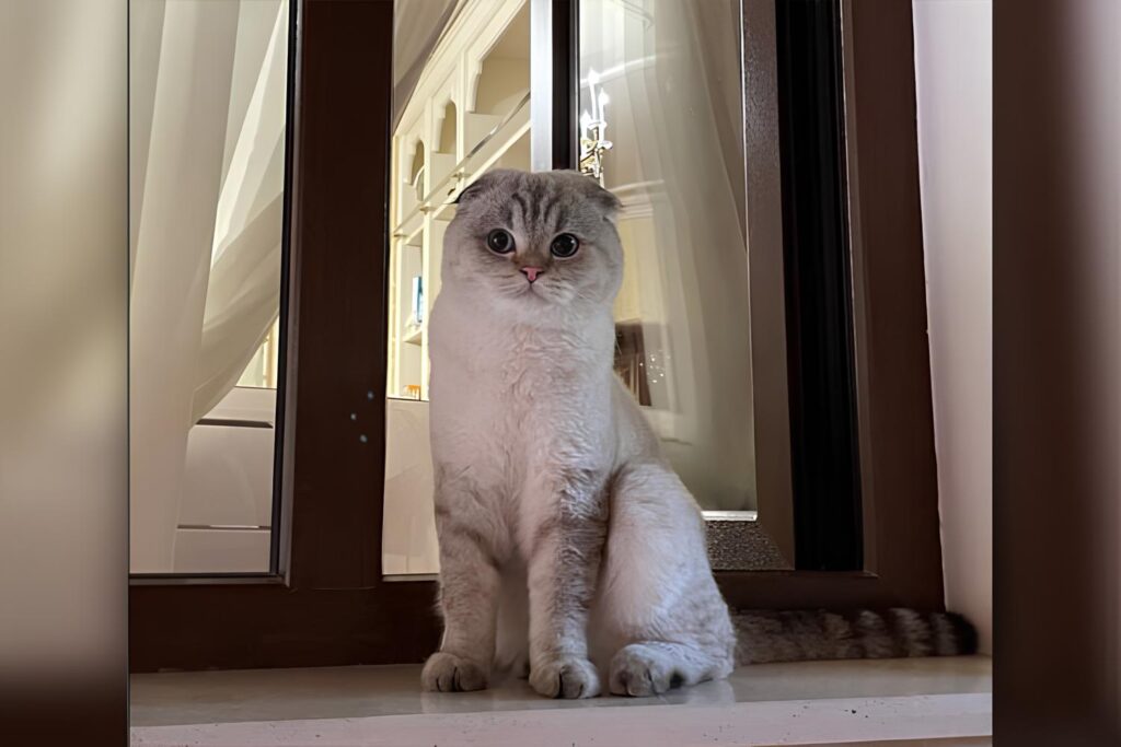 Кот Шахнозы Мирзиёевой вернулся домой. Фото: Instagram