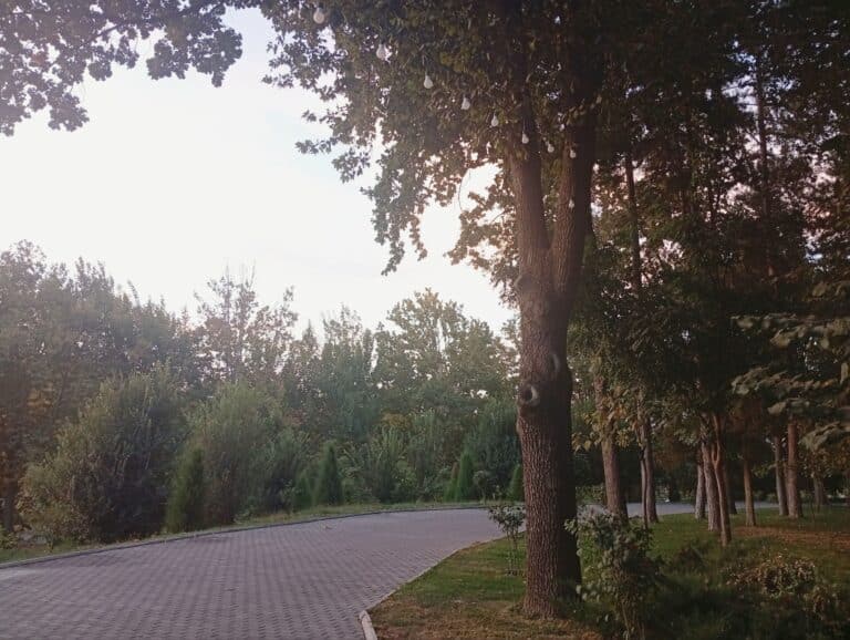 Махалля сможет получить до десяти соток под зеленую зону
