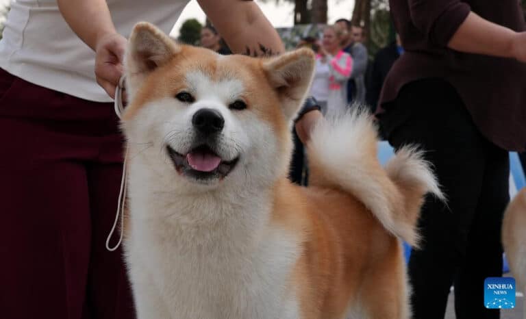 Tashkent Holds Dog Festival 2025 at Uzbekistan’s National Canine Centre