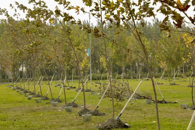 Samarqandda UNESCOning 80 yilligiga bag‘ishlab 80 ming daraxt ekiladi