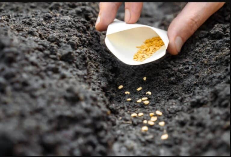 Uzbekistan Deposits Rare Crop Seeds in Norway’s Global Seed Vault