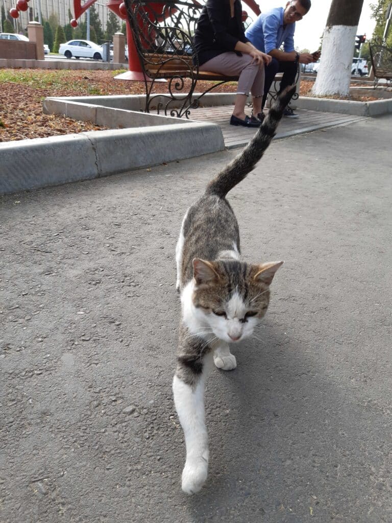 Кот с бело-серыми пятнами идет по тротуару к камере, на заднем плане люди сидят на скамейке.