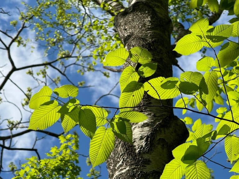 Вокруг Ташкента высадили 11,8 тыс. деревьев