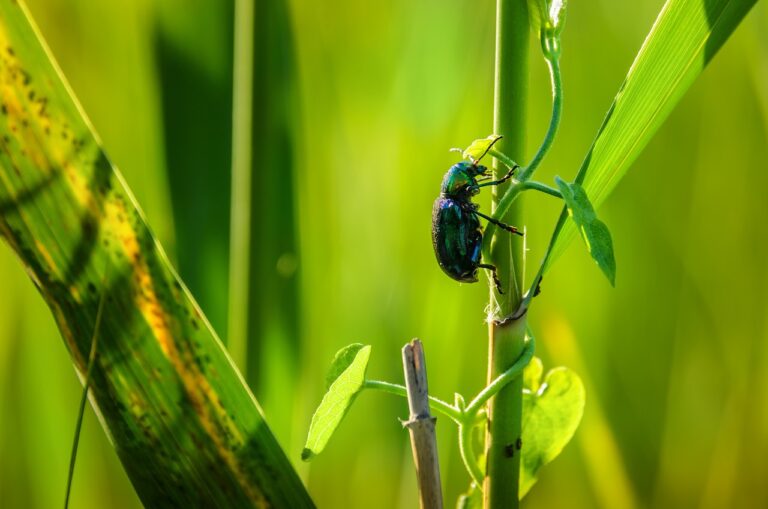 Биоразнообразие Центральной Азии под угрозой — эксперты