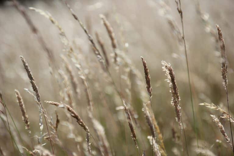 Сложности с выгрузкой зерна из Казахстана отмечаются в Узбекистане