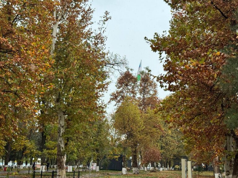 До +12° тепла ожидается в Ташкенте