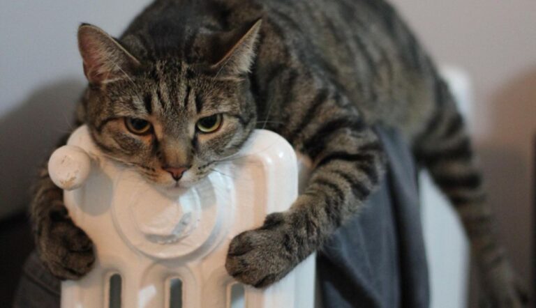 Усатая столица: как живут и готовятся к зиме котики Ташкента