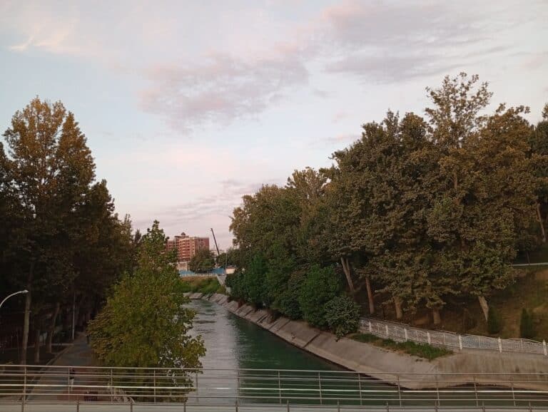 В Узбекистане представили первую платформу по классификации лесов