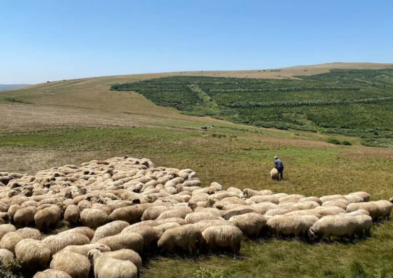 O‘zbekiston chorvachilikni rivojlantirish uchun OTBdan 63 mln dollar oladi