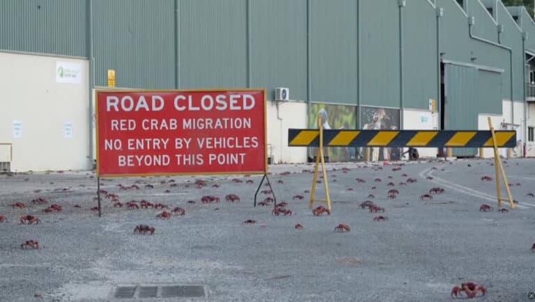 Google Avstraliyadagi orolda sun’iy intellekt markazi qurmoqchi