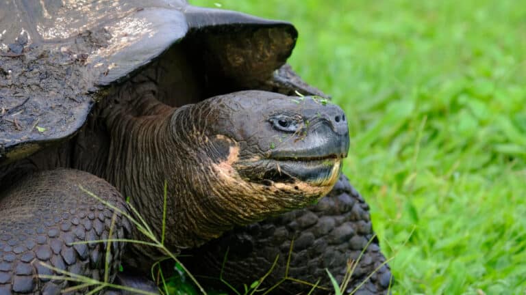 AQShda 141 yoshli Galapagos toshbaqasi vafot etdi