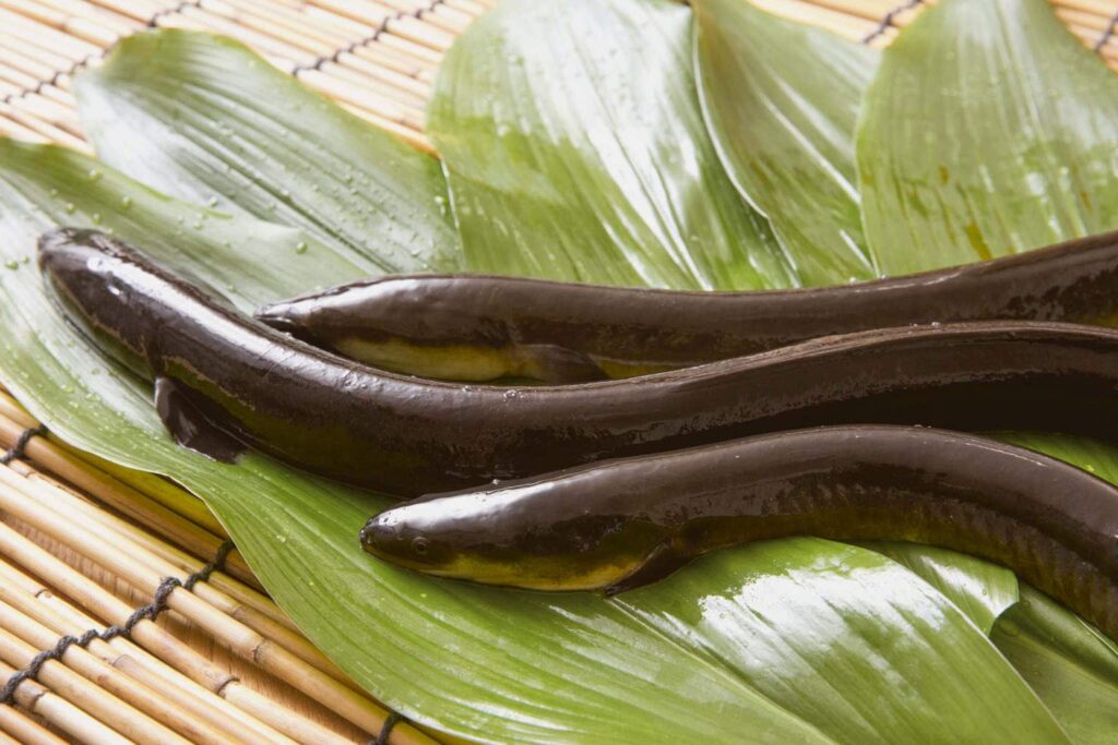 Global Conference Rejects EU Bid to Regulate All Eel Species