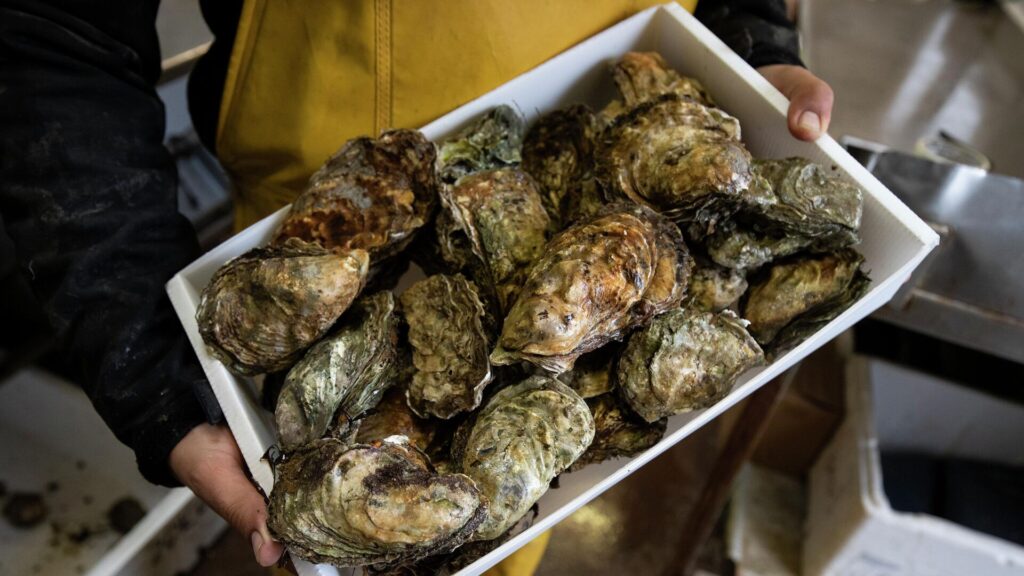 French Gendarmes Boost Security at Oyster and Snail Farms Ahead of Christmas