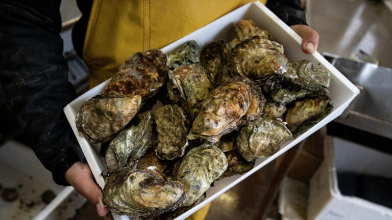 French Gendarmes Boost Security at Oyster and Snail Farms Ahead of Christmas