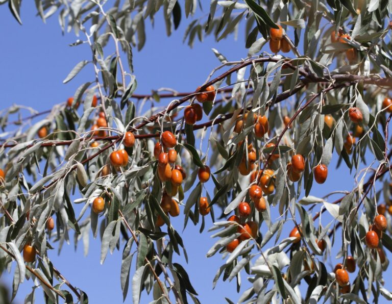 Узбекистан за год увеличил поставки джиды на 69%