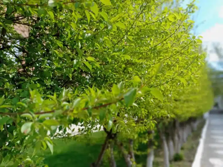 Малообеспеченным семьям будут платить за высадку деревьев