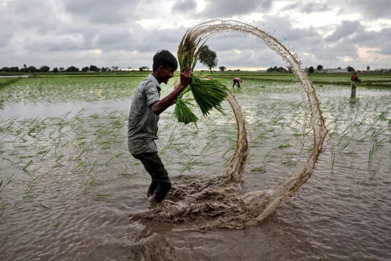 Hindistonning guruch bozoridagi ustunligi suv tanqisligini yanada kuchaytirmoqda