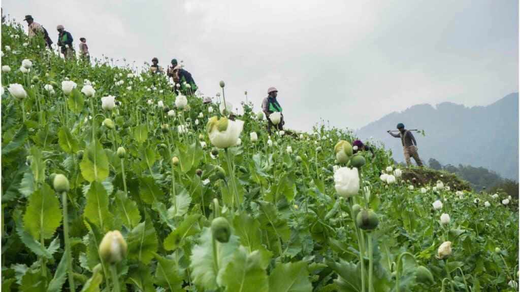 UN Warns Myanmar Opium Cultivation Hits Highest Level in a Decade