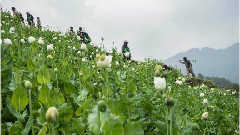 UN Warns Myanmar Opium Cultivation Hits Highest Level in a Decade