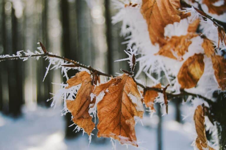 Морозы придут в регионы Узбекистана