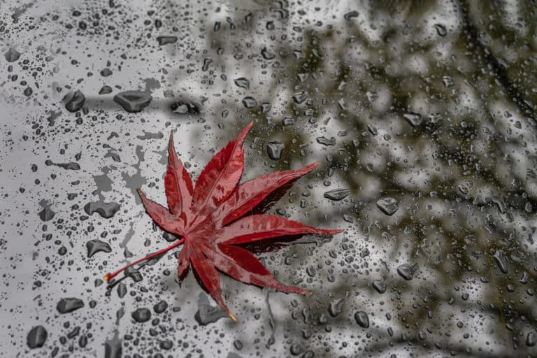 8-dekabr kuni qanday ob-havo kuzatiladi