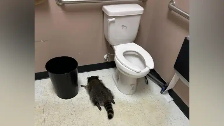 Virginia Raccoon Raids Liquor Store, Passes Out in Bathroom After Boozy Spree