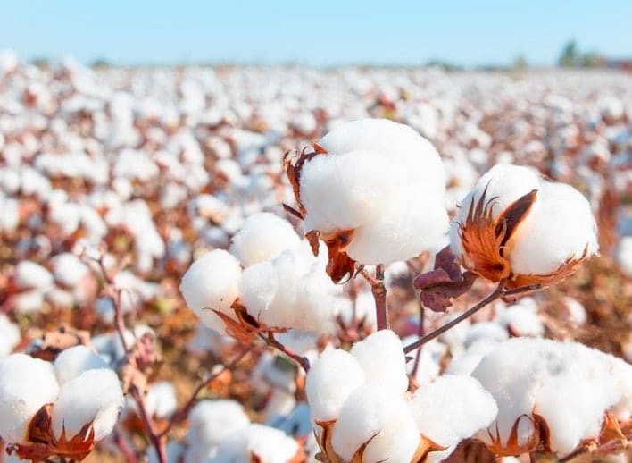 Paxta hosilining 50 foizini o‘z hisobidan yetishtirgan fermerlarga 5 foiz subsidiya beriladi