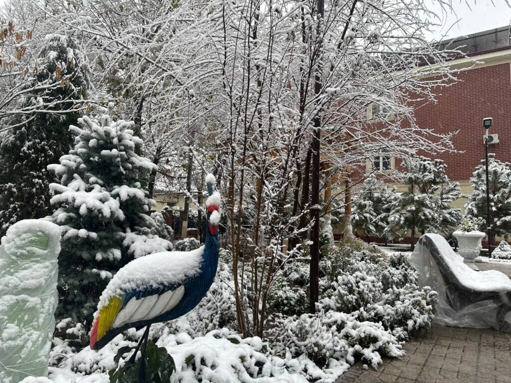 Дожди со снегом в Ташкенте
