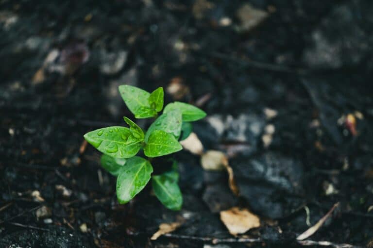 На эко-проекты в Узбекистане в 2026 году направят 1,9 трлн сумов