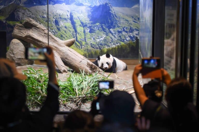 Japan Bids Farewell To Its Last Giant Pandas