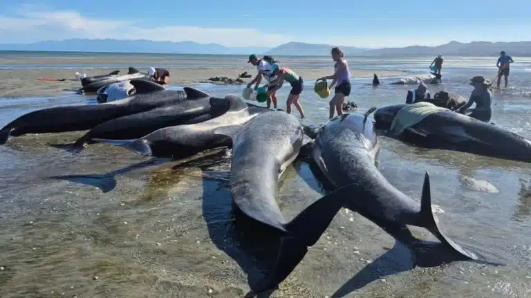 Mass Stranding in New Zealand Kills Six Whales
