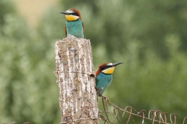 Uzbekistan’s Birdwatching Boom Celebrated at Great Year-2025 Competition