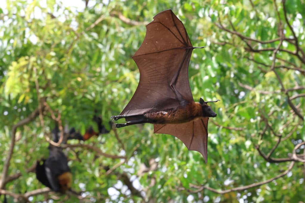 вирус Нипах переносчик