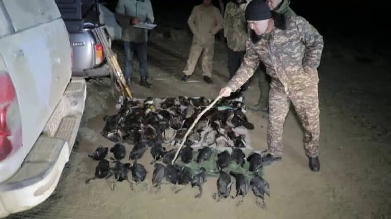 Браконьеры в Бухаре убили птиц на 48 млн сумов