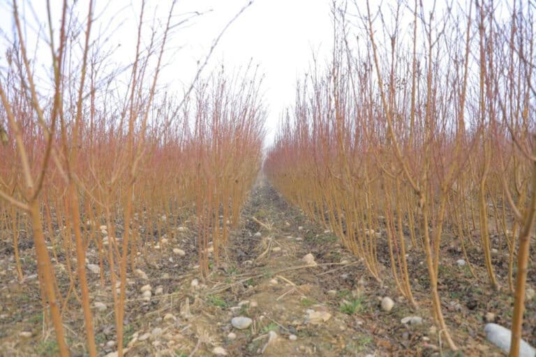 Quvada shaftolining yangi navi yaratildi