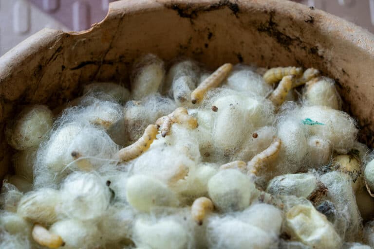 Pilla kooperativini tashkil etish uchun ehtiyojmand oilalarga 4 mln so‘mdan subsidiya ajratiladi