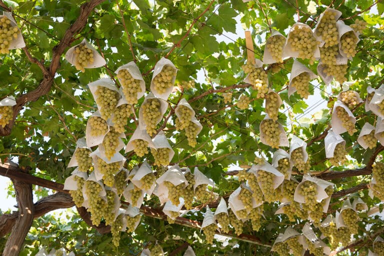 В Узбекистане перевыполнили план по новым садам и виноградникам на 2025-2025 годы