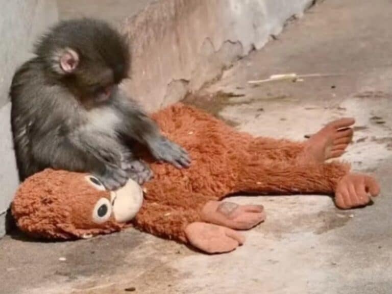 Как детеныш макаки с плюшевой «мамой» стал звездой соцсетей