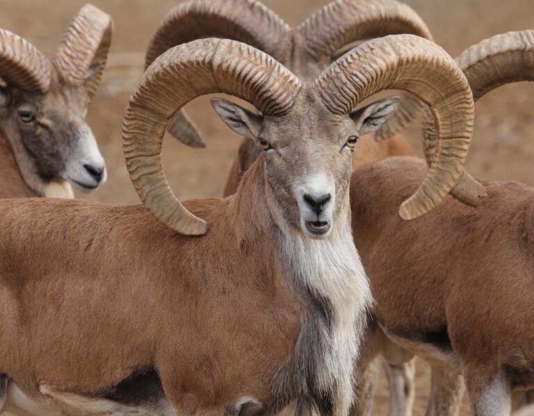 “Bobotog‘”da noqonuniy ov: tabiatga 412 mln so‘m zarar yetkazildi